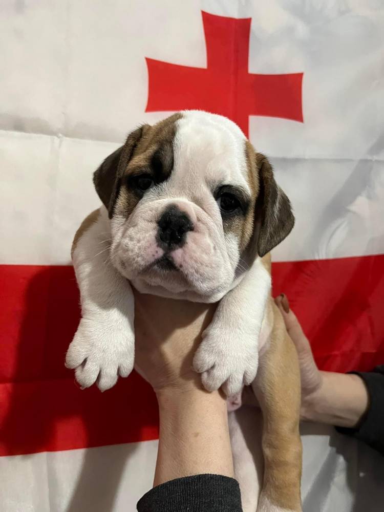 ინგლისური ბულდოგი
