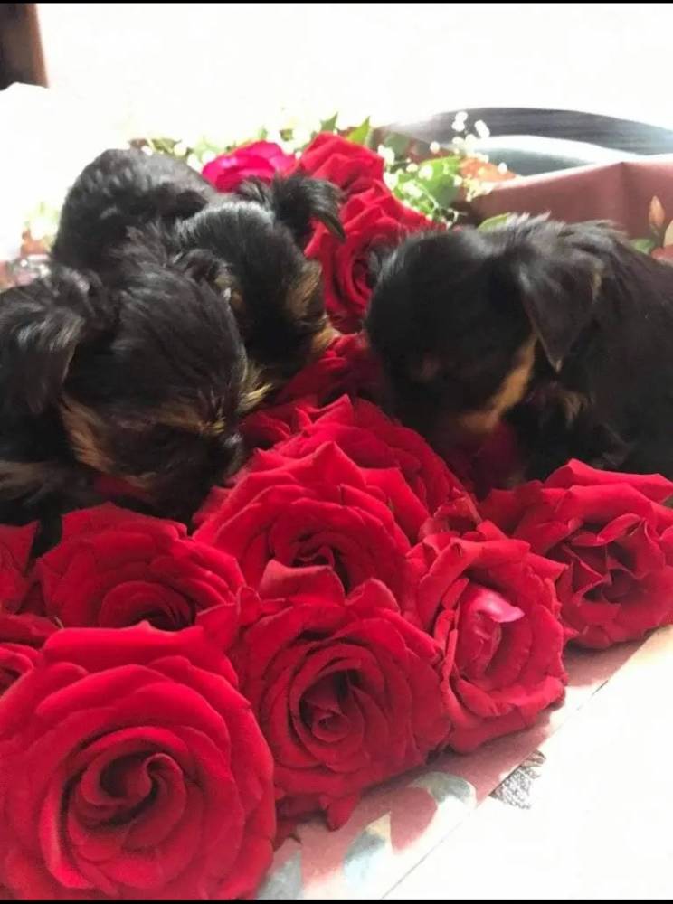 იორკშირ-ტერიერი