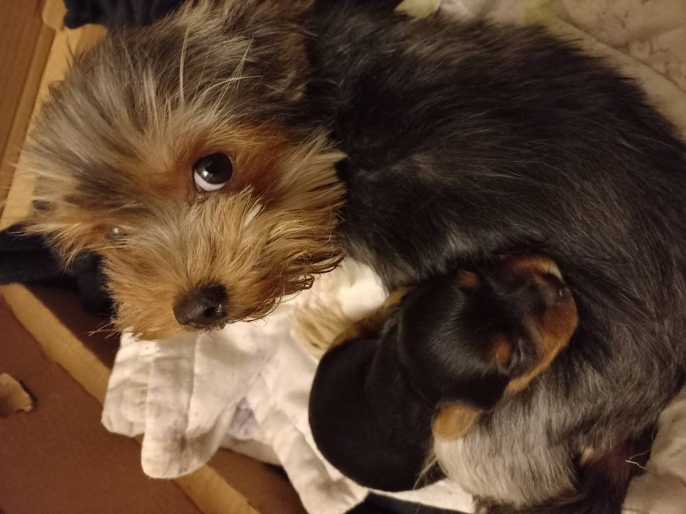 იორკშირ-ტერიერი