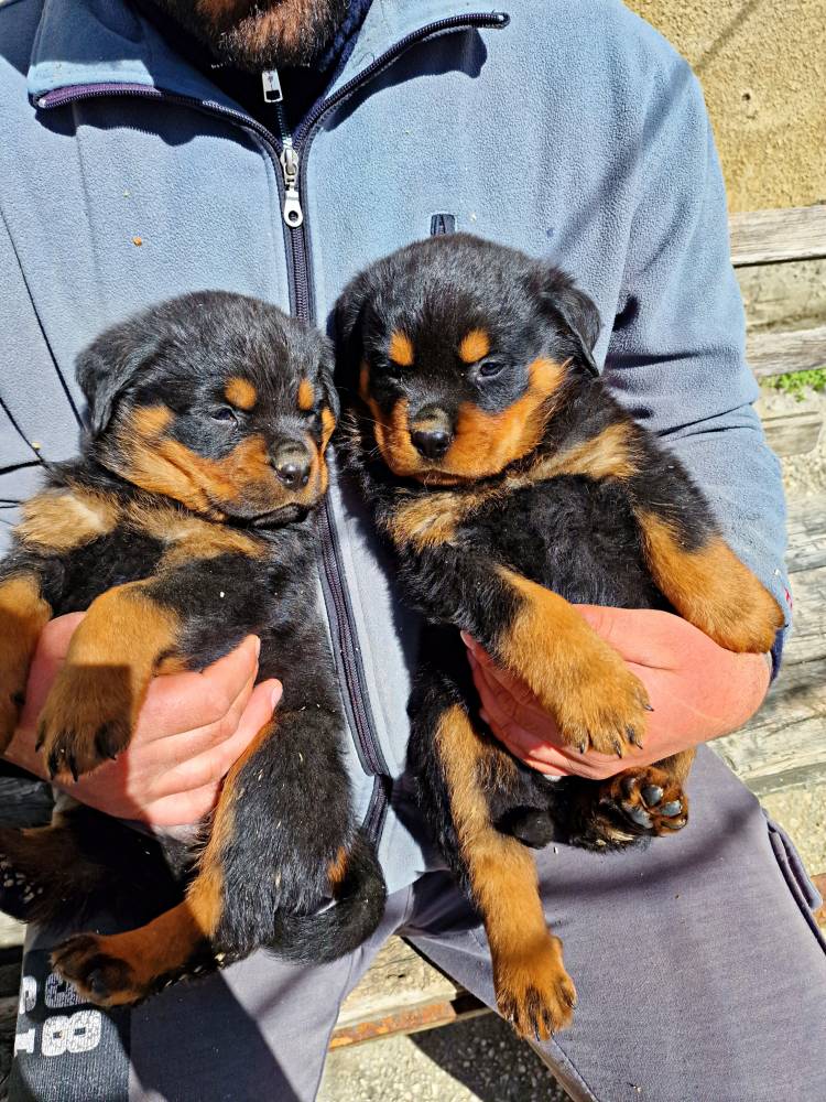 როტვეილერი