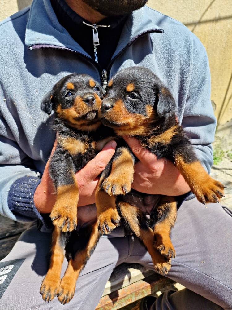 როტვეილერი