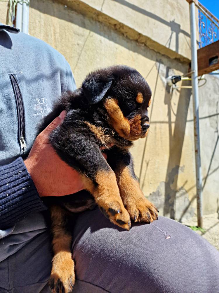 როტვეილერი