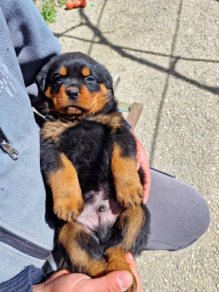 როტვეილერი