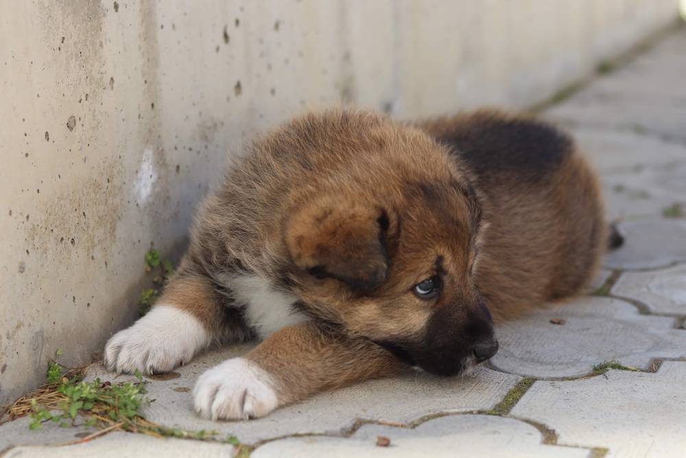 მეტისი ❤️