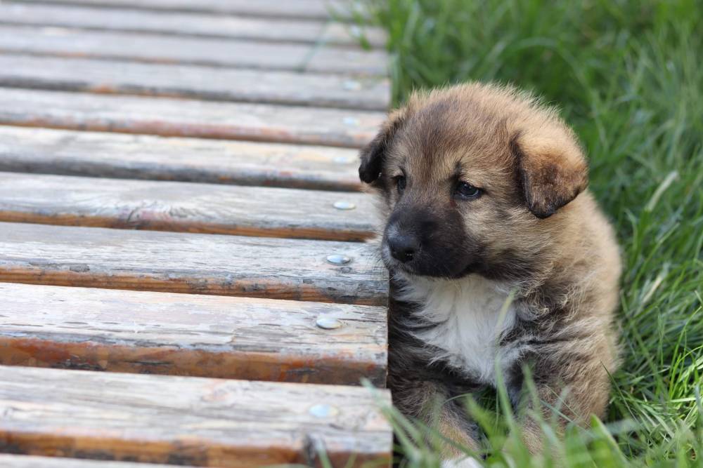 მეტისი ❤️