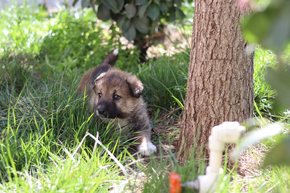 მეტისი ❤️