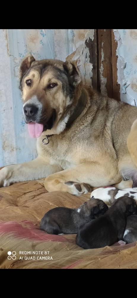 ქართული ნაგაზი