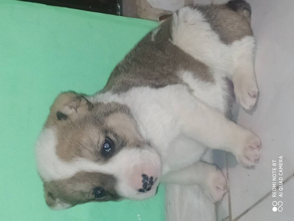 ქართული ნაგაზი