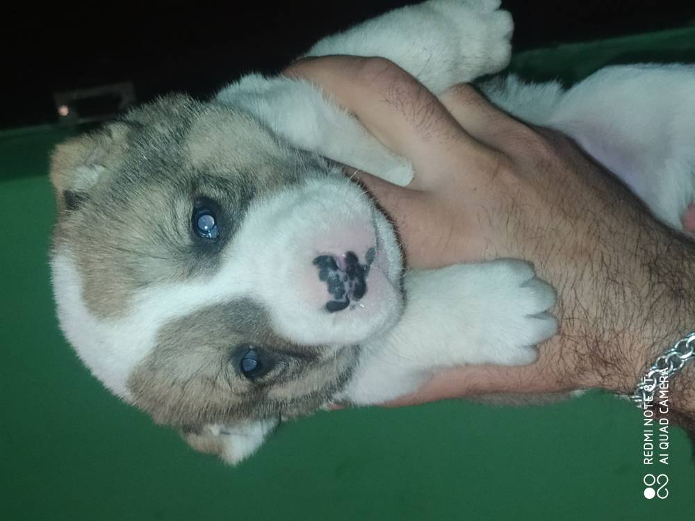 ქართული ნაგაზი