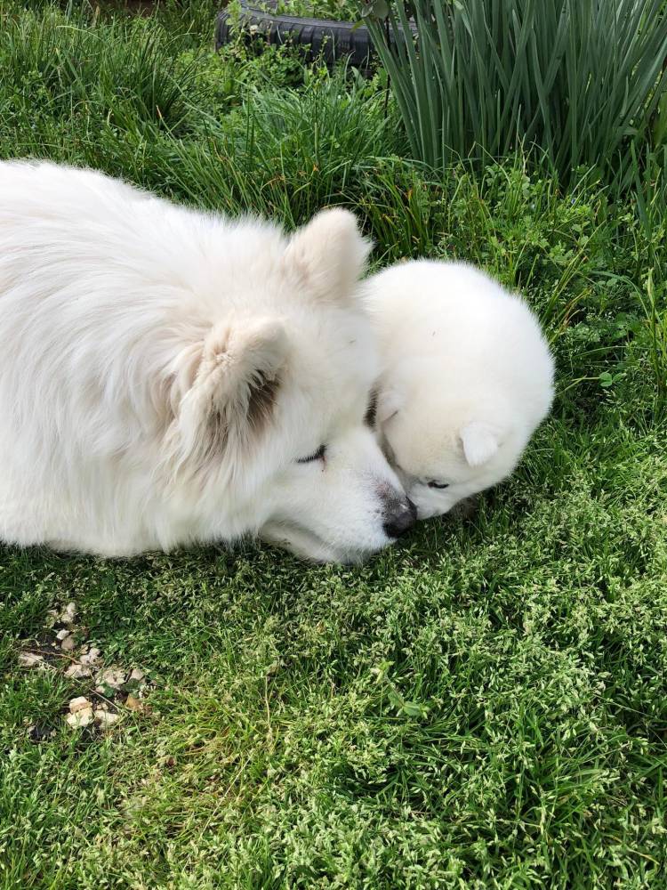 სამოედი