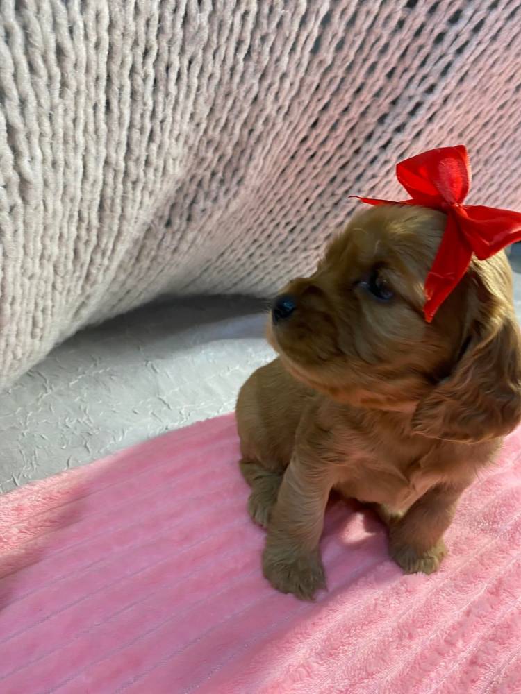 ინგლისური კოკერ სპანიელი