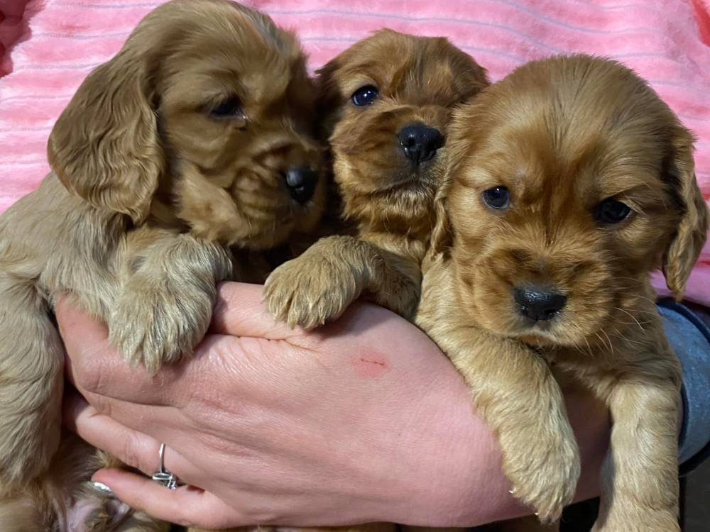 ინგლისური კოკერ სპანიელი