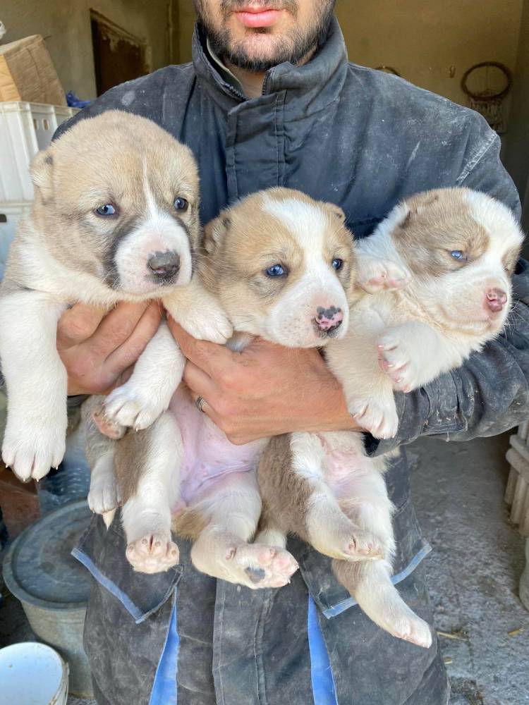 ქართული ნაგაზი