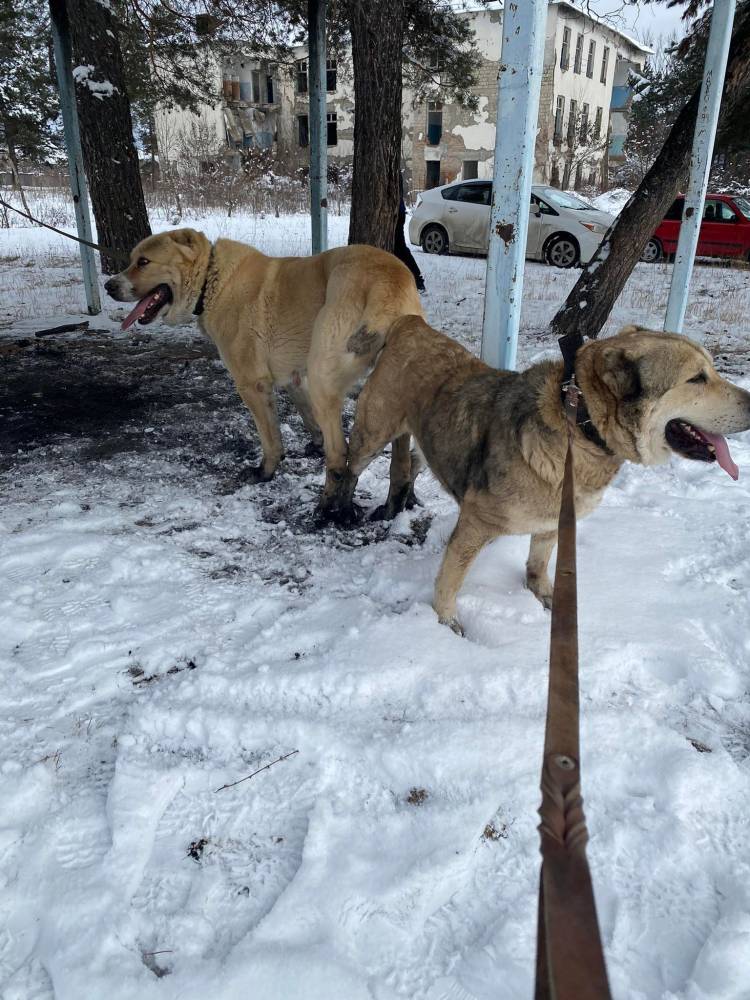 ქართული ნაგაზი