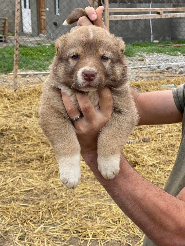 ქართული ნაგაზი