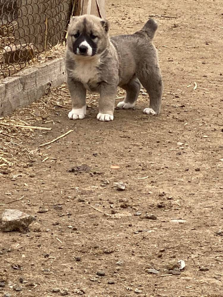 ქართული ნაგაზი