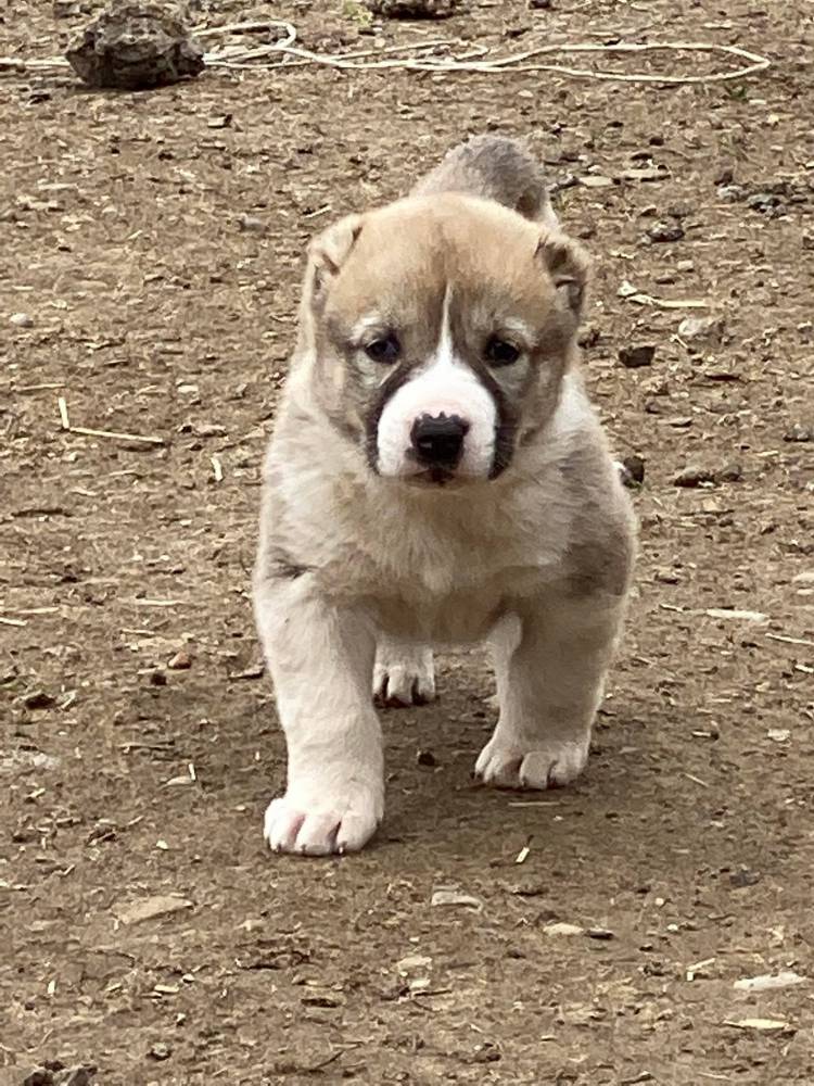 ქართული ნაგაზი