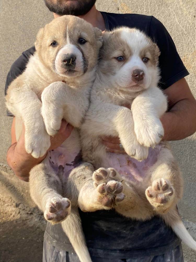 ქართული ნაგაზი