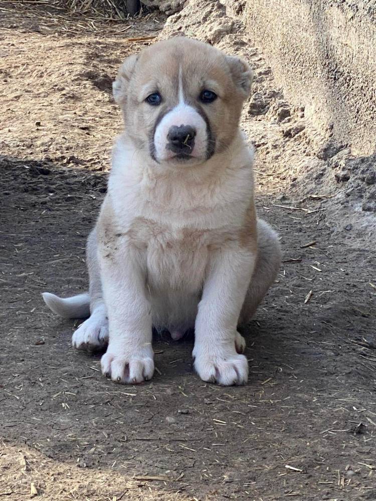 ქართული ნაგაზი