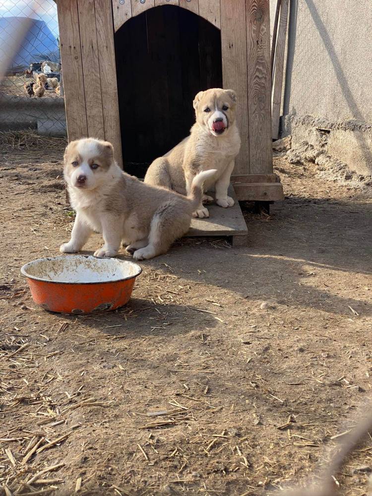 ქართული ნაგაზი