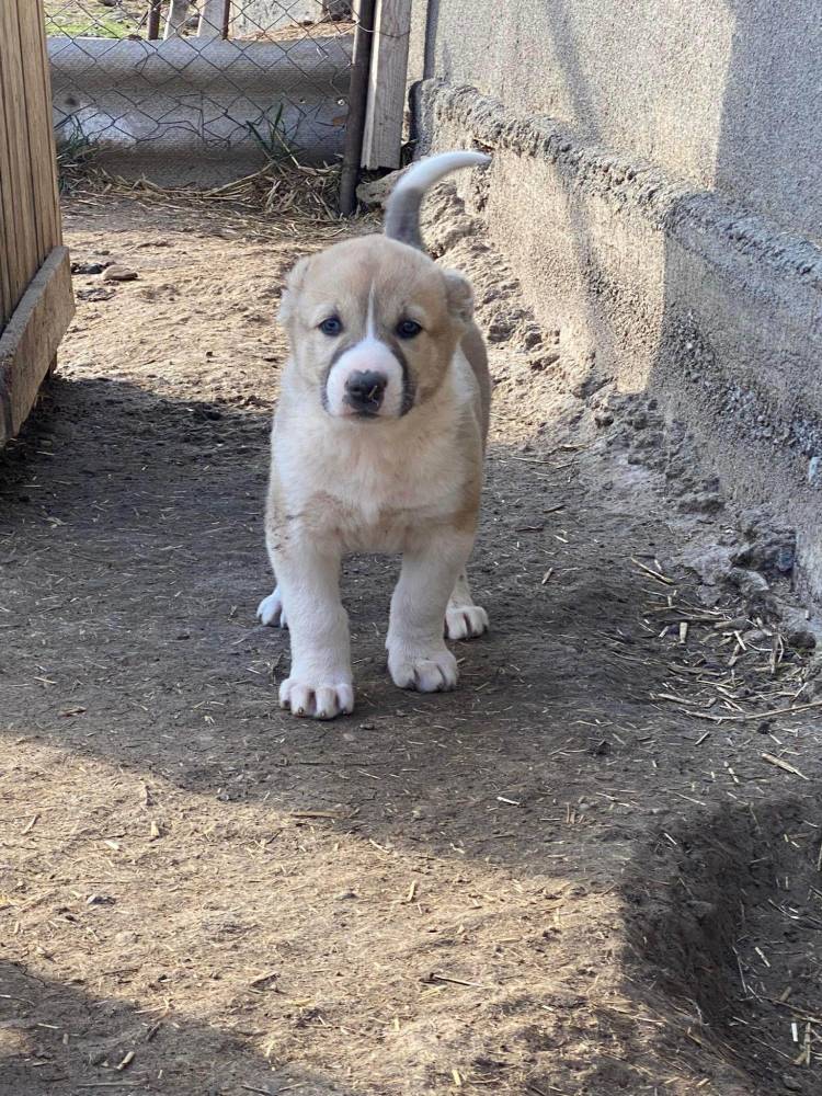 ქართული ნაგაზი