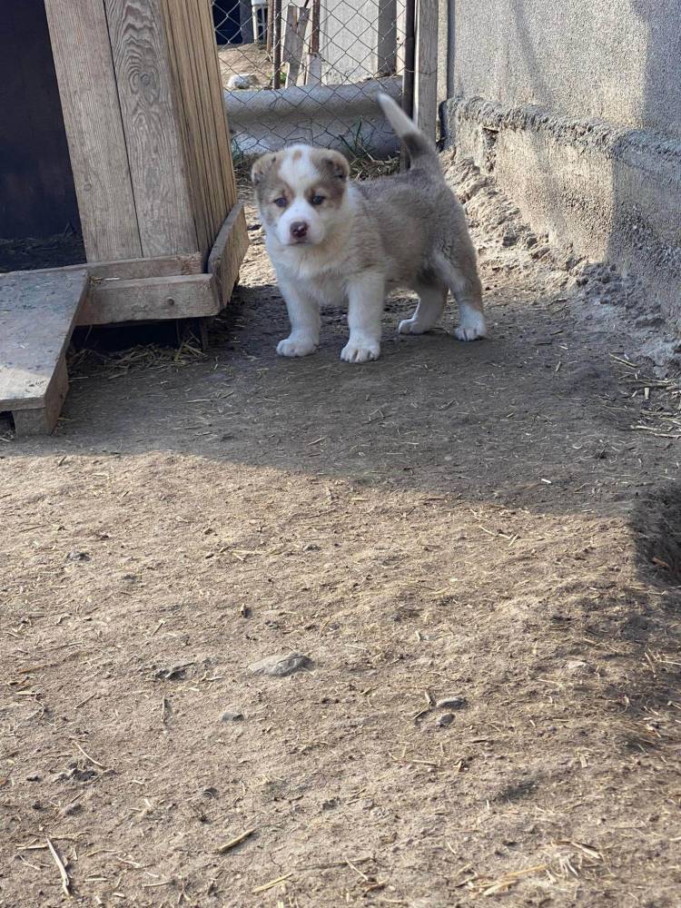 ქართული ნაგაზი
