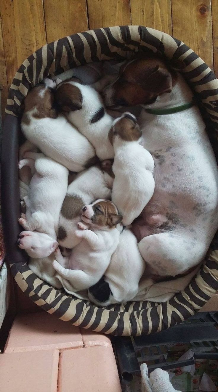 ჯეკ რასელ ტერიერი