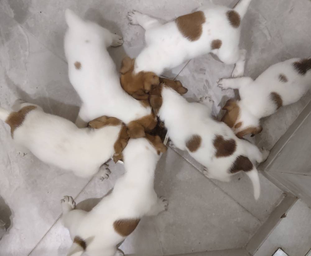 ჯეკ რასელ ტერიერი