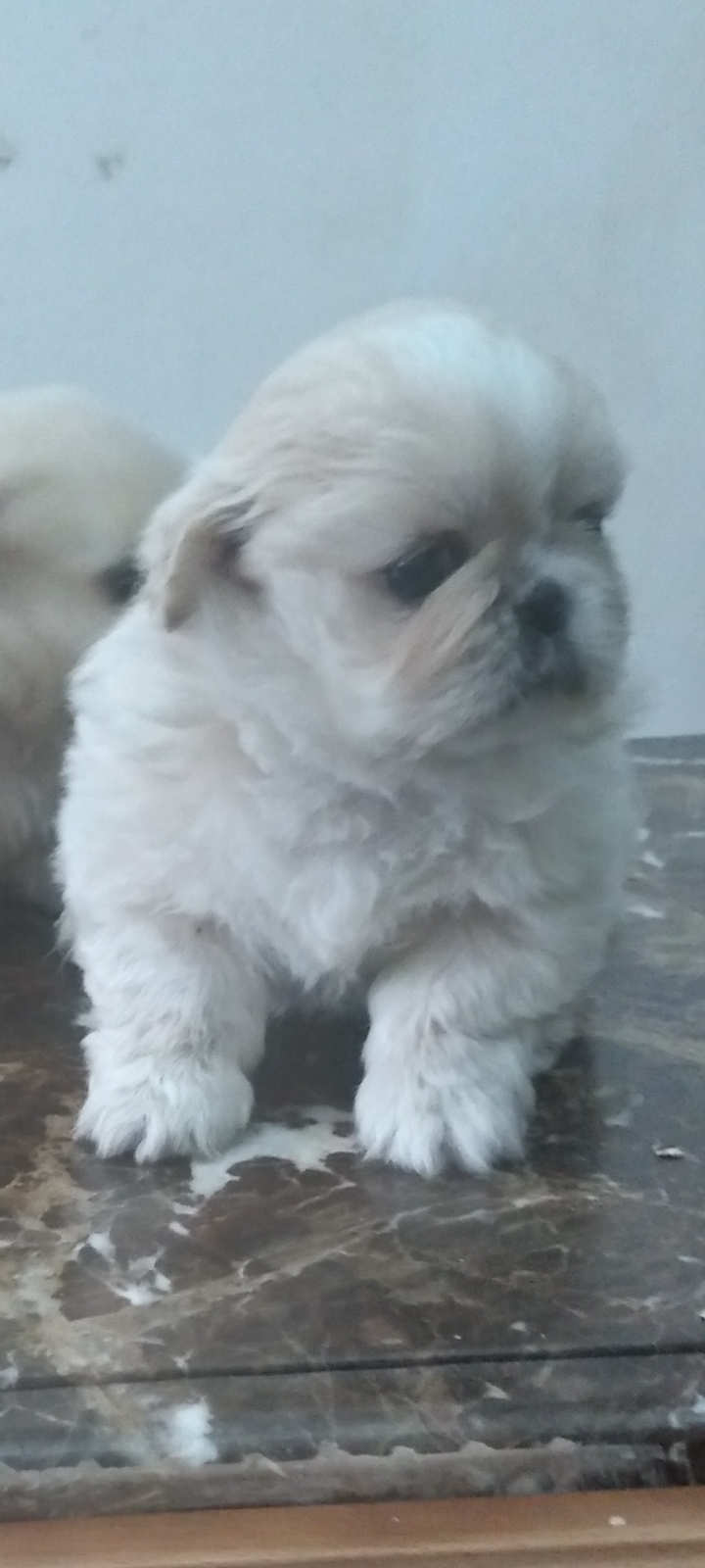 იორკშირ-ტერიერი