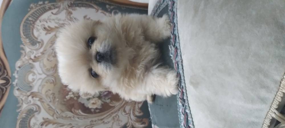 იორკშირ-ტერიერი