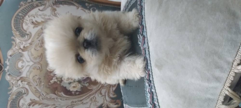 იორკშირ-ტერიერი