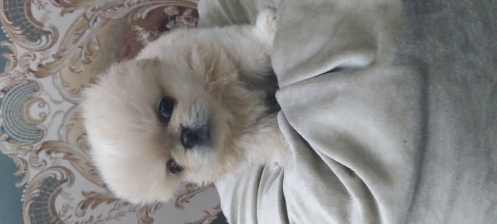 იორკშირ-ტერიერი