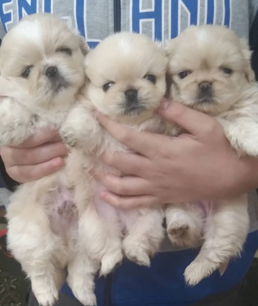 იორკშირ-ტერიერი