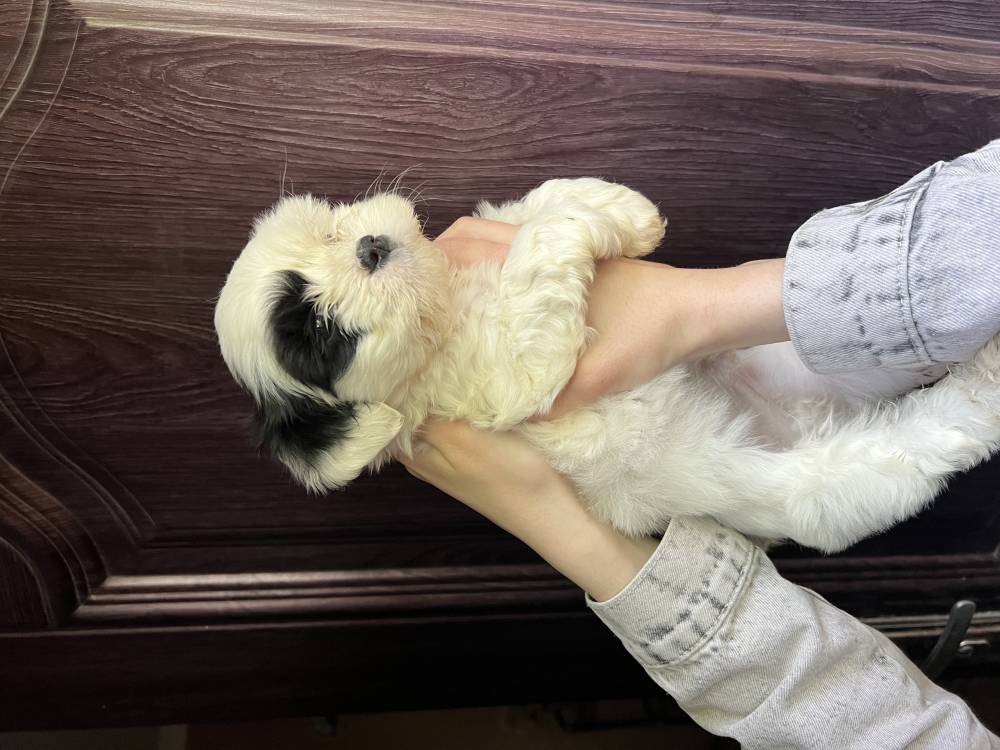 მალტიპოო