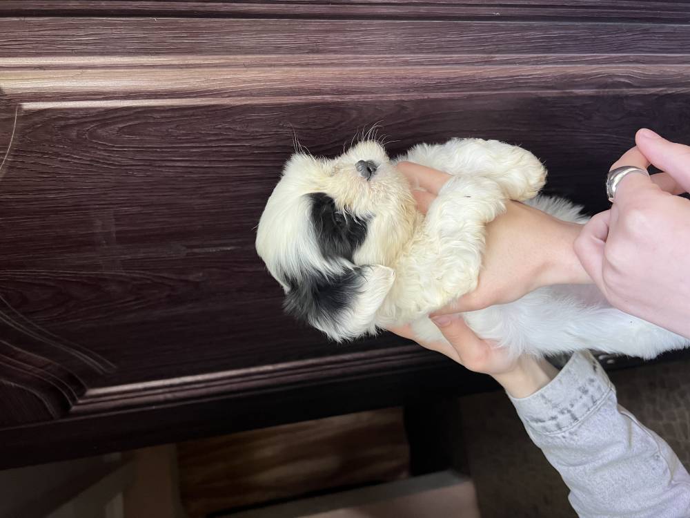 მალტიპოო