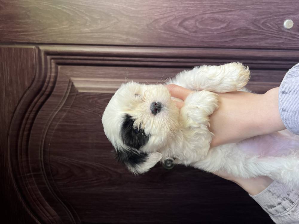 მალტიპოო