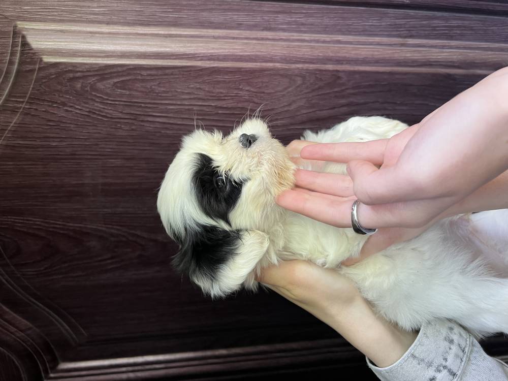 მალტიპოო