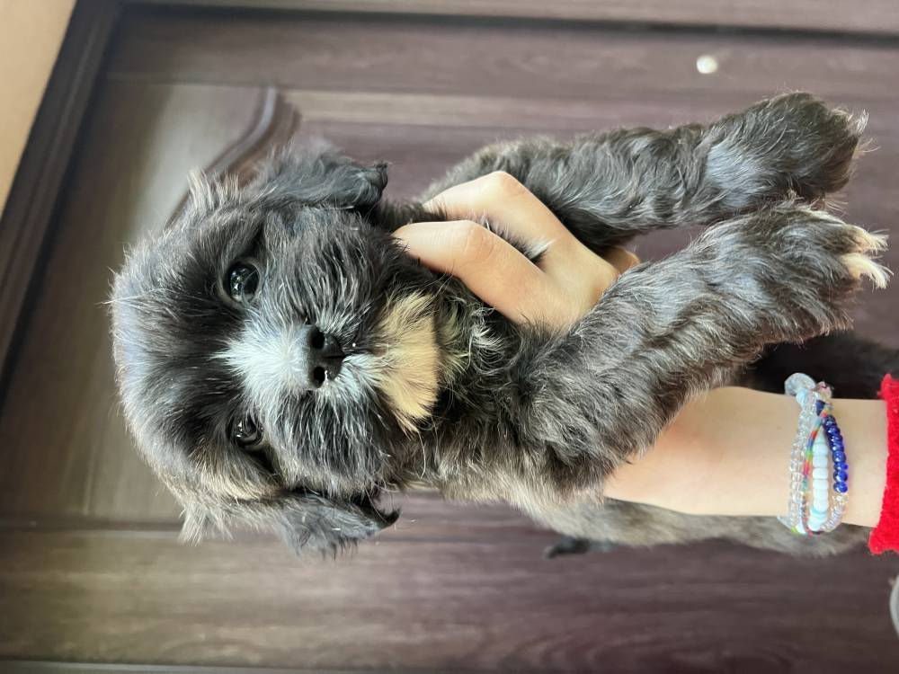 მალტიპოო