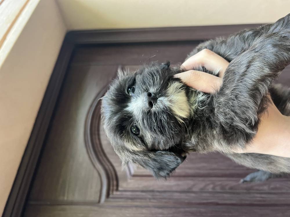 მალტიპოო