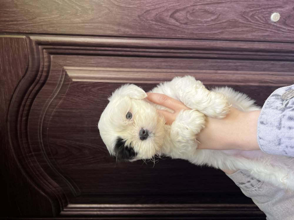 მალტიპოო