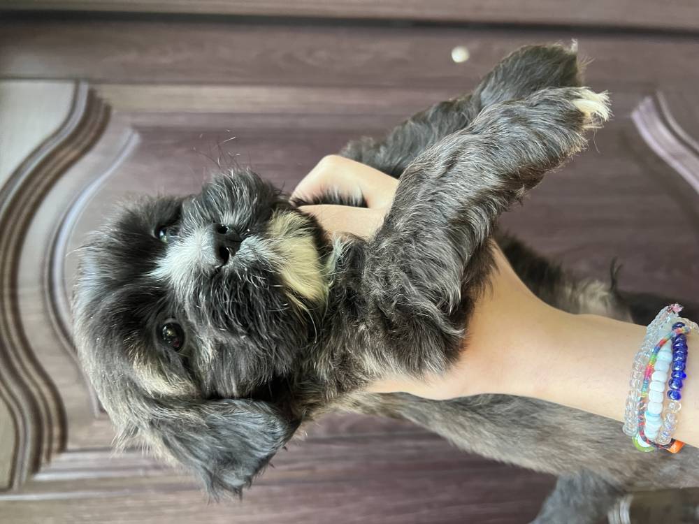 მალტიპოო