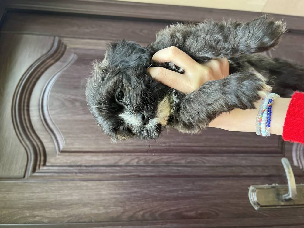 მალტიპოო