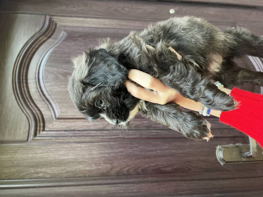 მალტიპოო