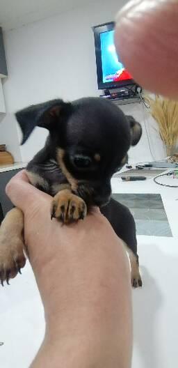 რუსული ტოი ტერიერი