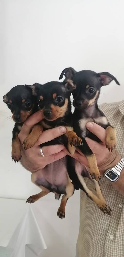 რუსული ტოი ტერიერი