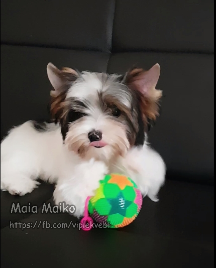 იორკშირ-ტერიერი