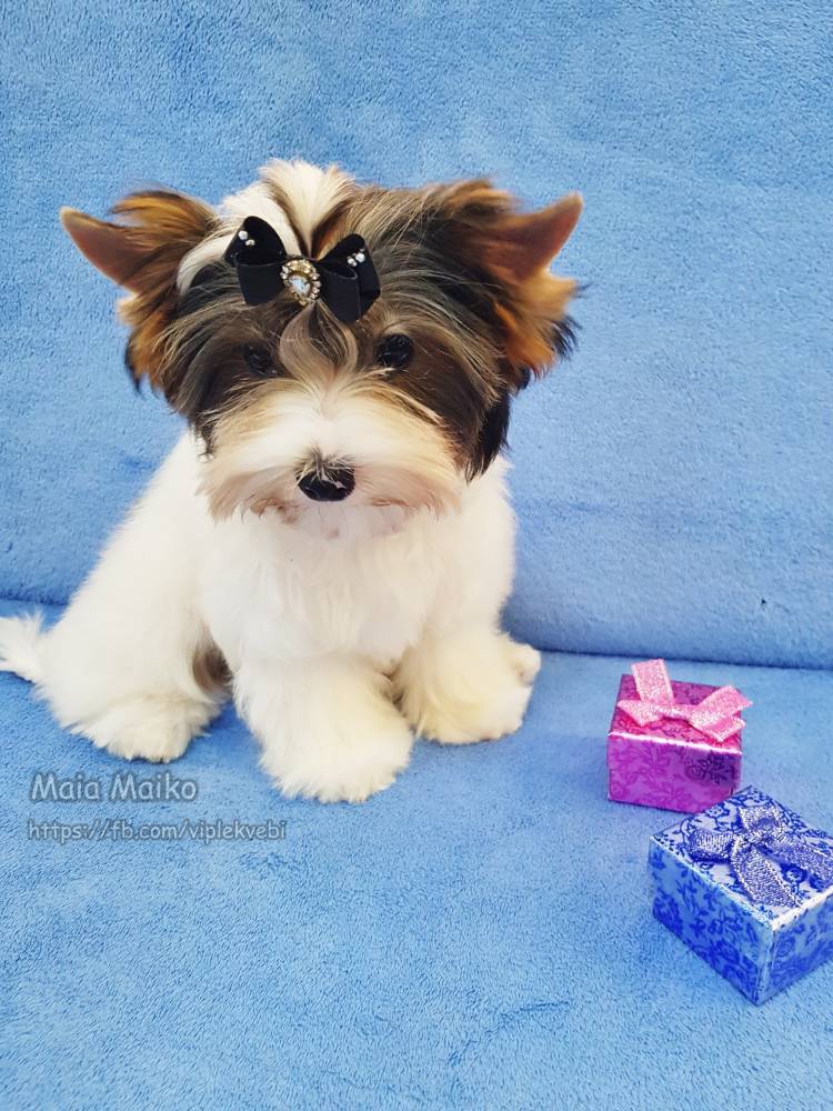 იორკშირ-ტერიერი