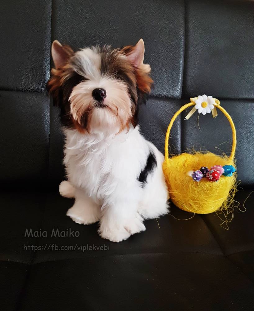 იორკშირ-ტერიერი