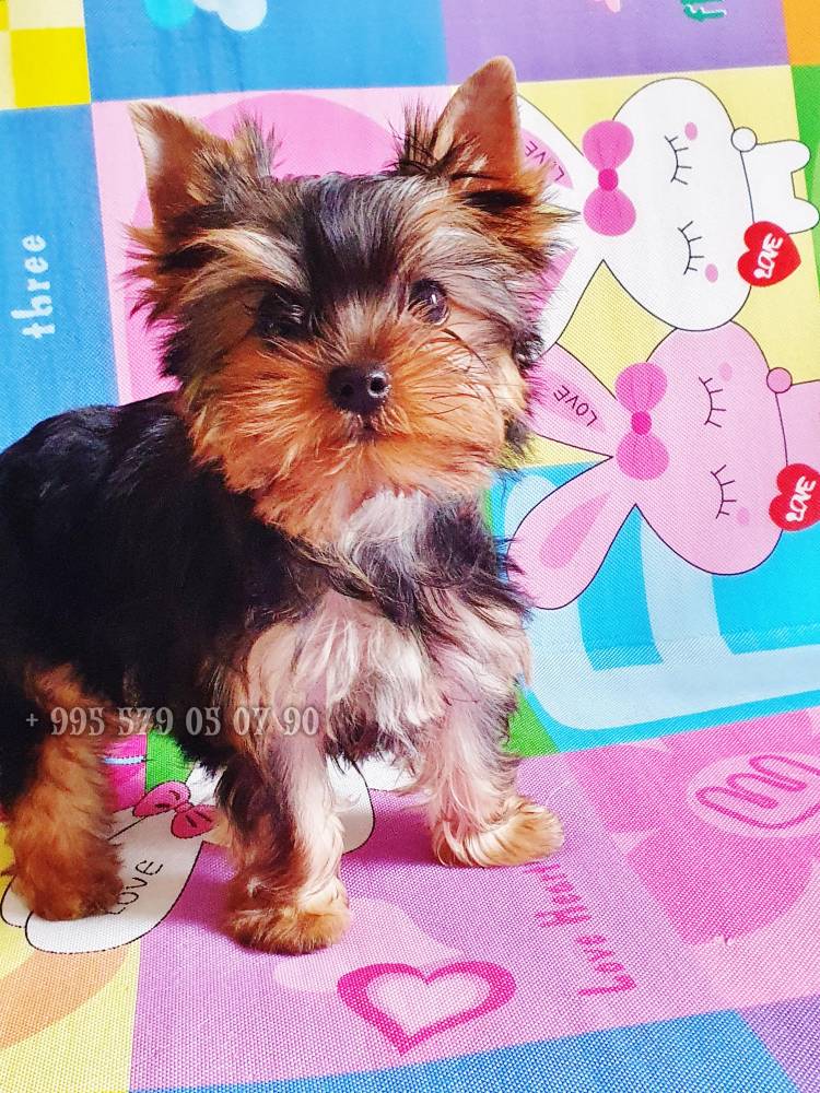 იორკშირ-ტერიერი