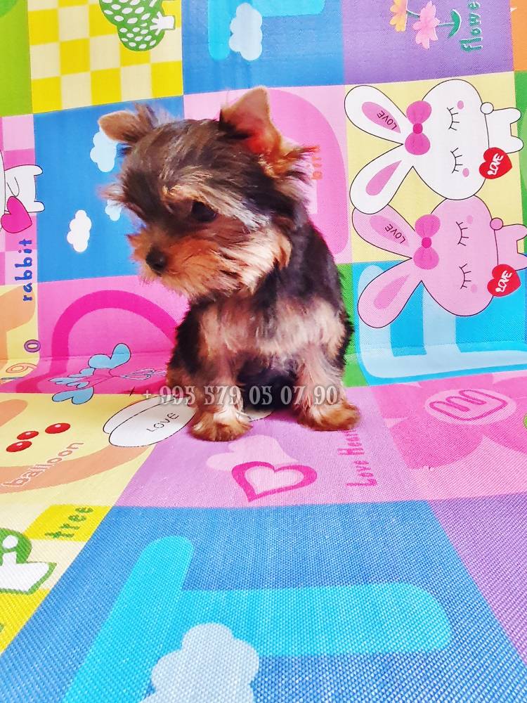 იორკშირ-ტერიერი